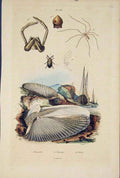 Original Old Antique Print Sipder Beetle Phloiotribe Pholades Pholcus
