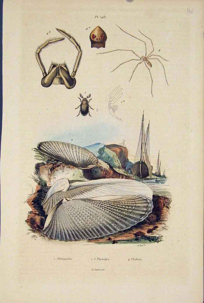 Original Old Antique Print Sipder Beetle Phloiotribe Pholades Pholcus