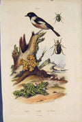 Original Old Antique Print Bird Beetle Traquet Trmelle Tichies Colour 1839 19th