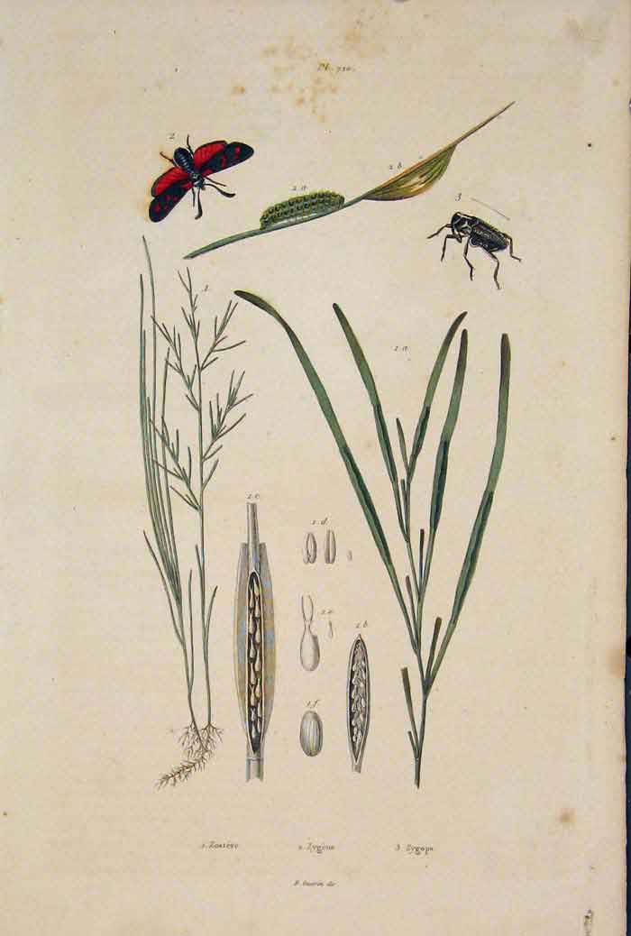Original Old Antique Print Butterfly Beetle Reed Plant Flower