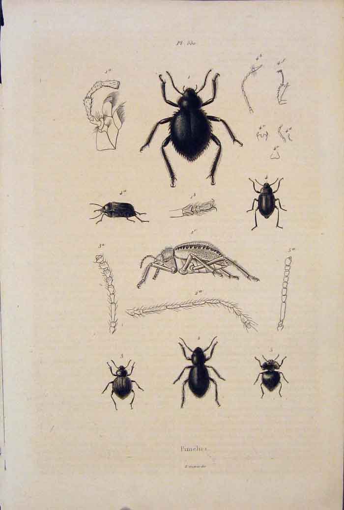 Original Old Antique Print Beetle Beetles Pimelies Fine Art 1839 19th