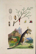 Original Old Antique Print Mouse Mice Plant Flower Seed Fine Art