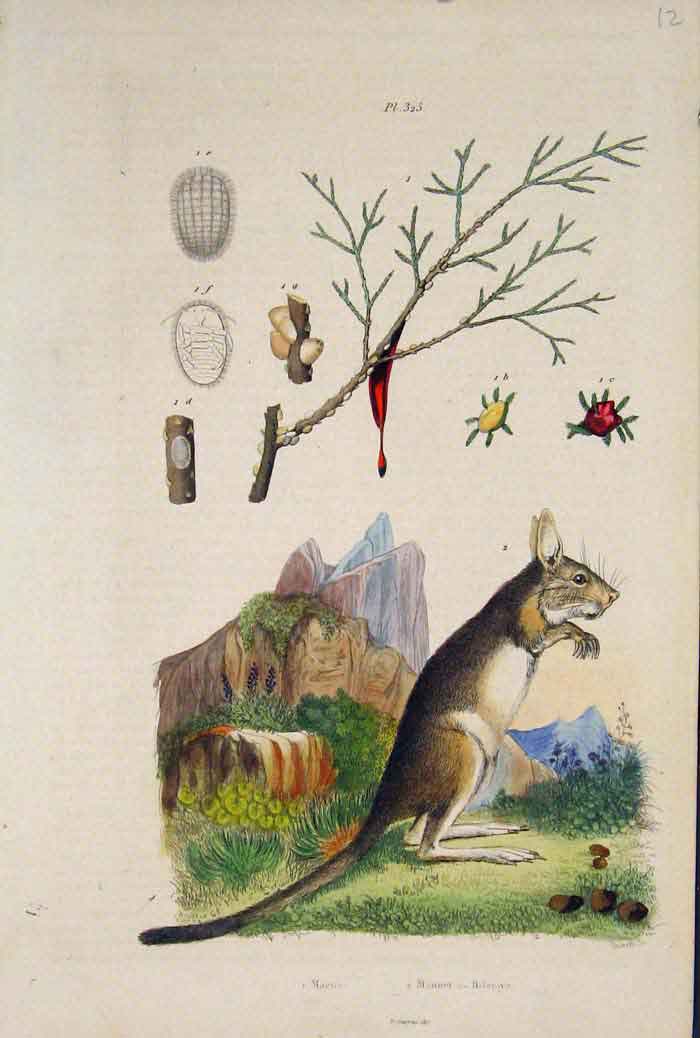 Original Old Antique Print Mouse Mice Plant Flower Seed Fine Art