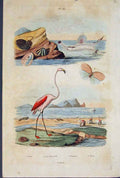 Original Old Antique Print Flemingo Firole Fissurelle Flamant Flate