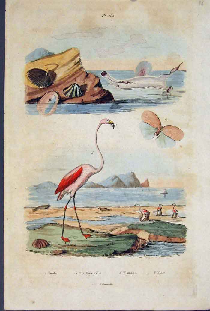 Original Old Antique Print Flemingo Firole Fissurelle Flamant Flate