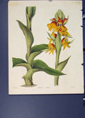 Original Old Antique Print Satyrium Erectum Flora Fauna Flower Colour