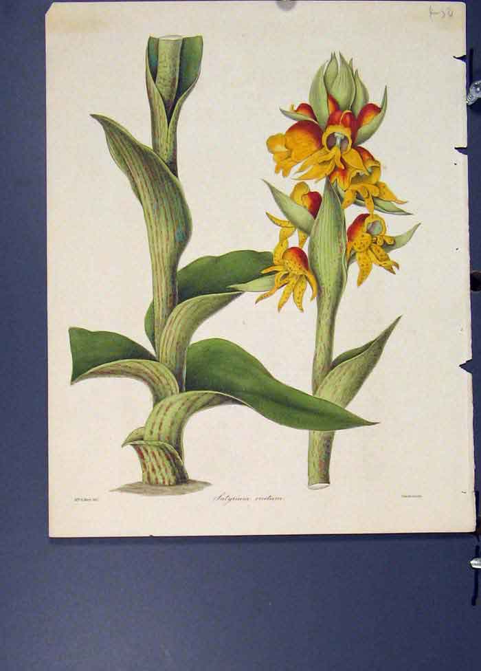 Original Old Antique Print Satyrium Erectum Flora Fauna Flower Colour