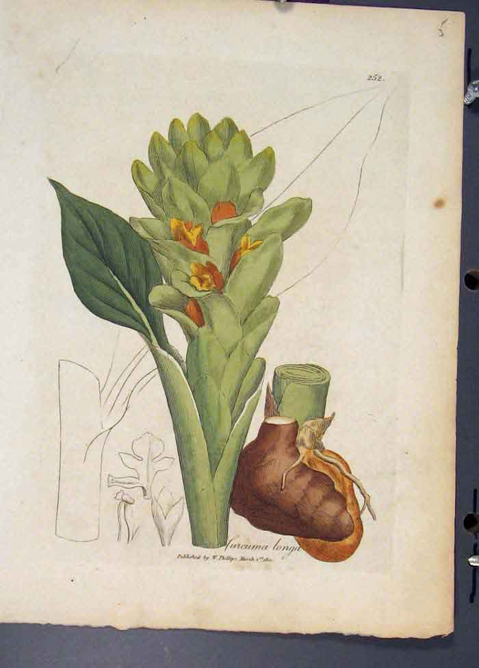 Original Old Antique Print Lurcuma Longa Flora Fauna Flower Colour
