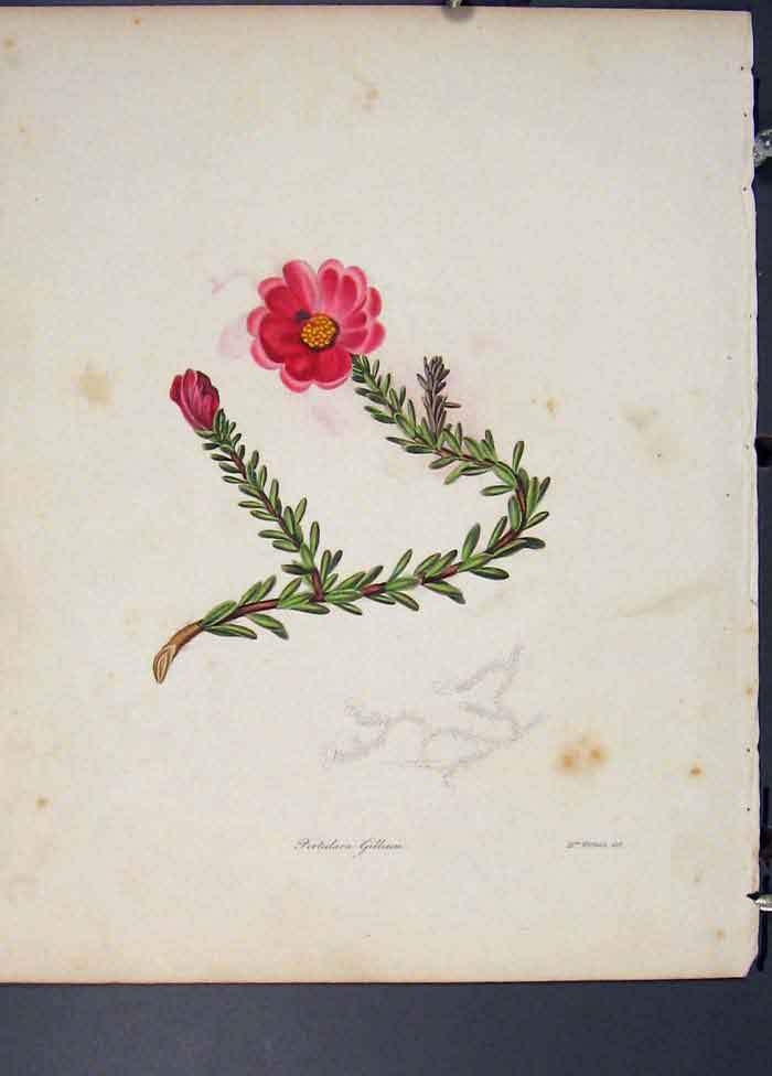 Original Old Antique Print Portulaca Gilliesii Flora Fauna Flower Colour