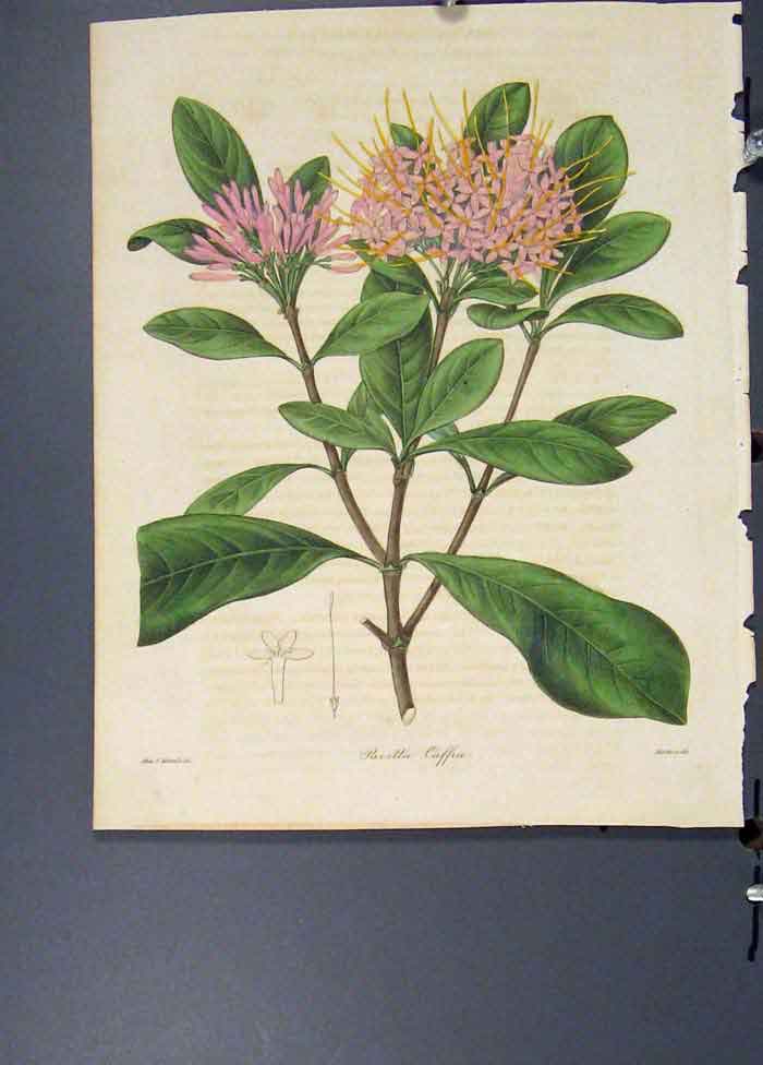 Original Old Antique Print Pavetta Caffia Flora Fauna Flower Colour Art