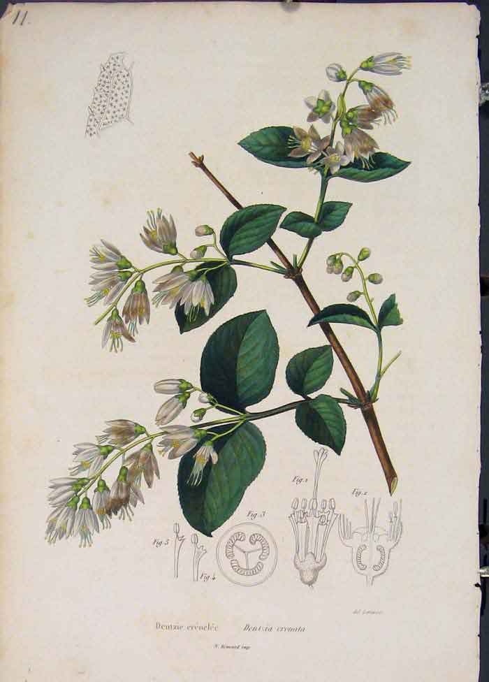Original Old Antique Print Deutzie Flora Fauna Flower Colour Fine Art 1855 19th