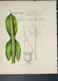 Original Old Antique Print Dieffenbachia Seguinum Flora Fauna Flower Colour Art