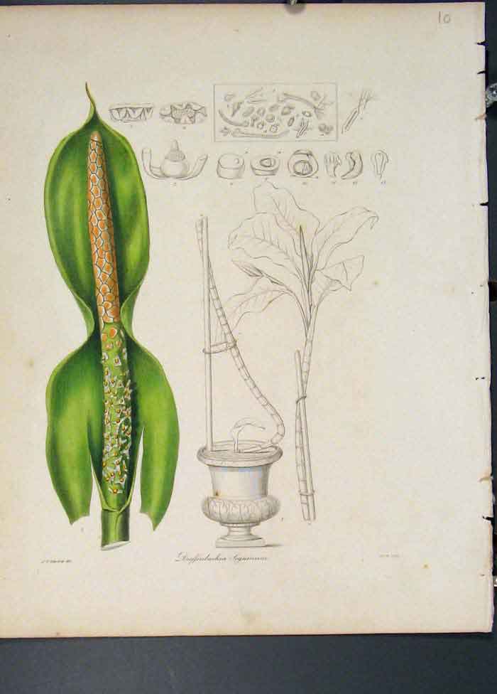 Original Old Antique Print Dieffenbachia Seguinum Flora Fauna Flower Colour Art