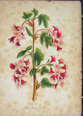 Original Old Antique Print Ribes Flora Fauna Flower Colour Fine Art