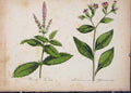 Original Old Antique Print Flora Fauna Flower Colour *4 Fine Art 1855 Ref.3