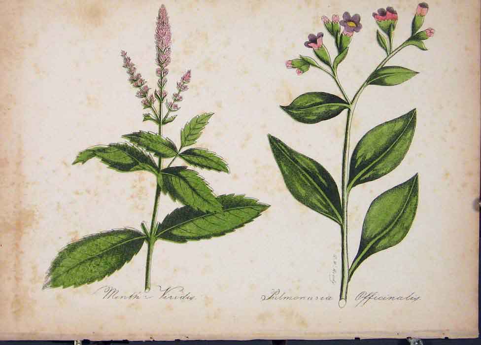 Original Old Antique Print Flora Fauna Flower Colour *4 Fine Art 1855 Ref.3
