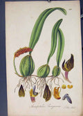 Original Old Antique Print Anisopetalon Flora Fauna Flower Colour