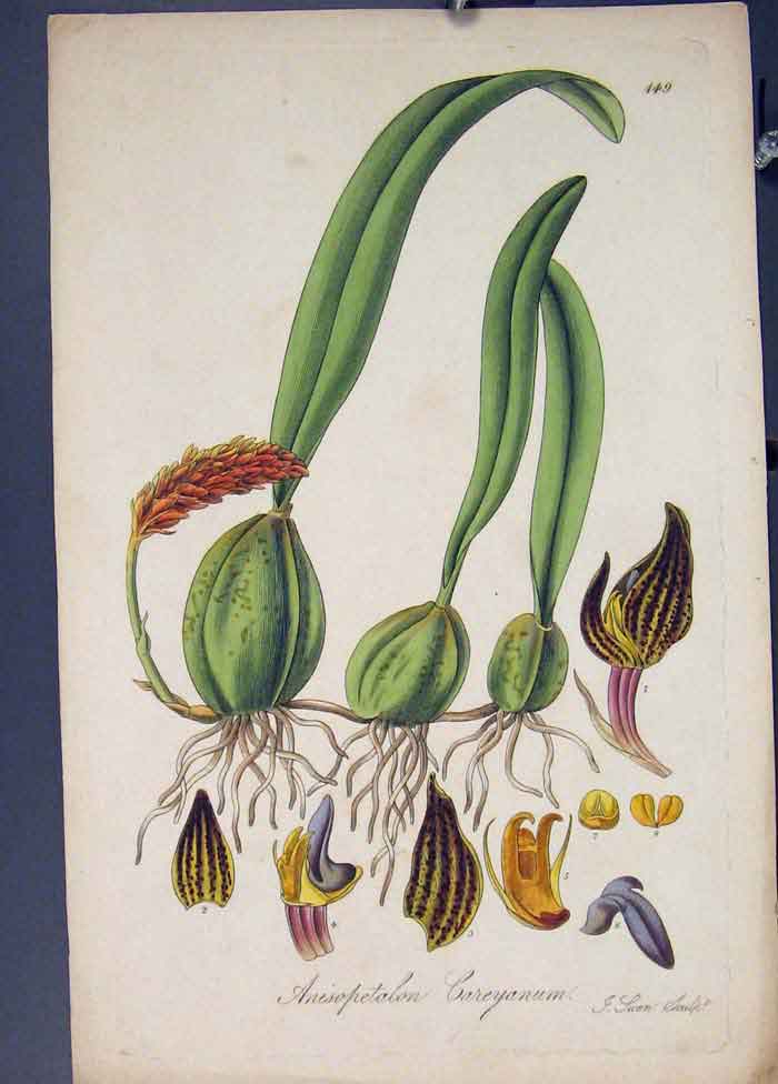 Original Old Antique Print Anisopetalon Flora Fauna Flower Colour