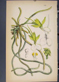 Original Old Antique Print Flora Fauna Flower Colour *5 Fine Art 1855 Ref.4