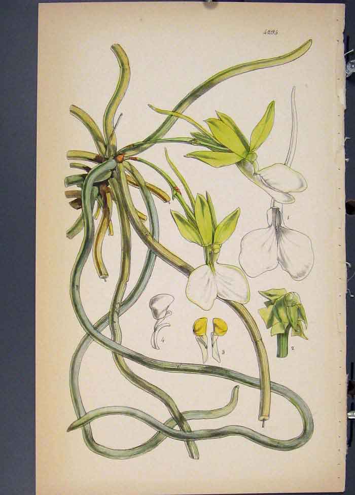 Original Old Antique Print Flora Fauna Flower Colour *5 Fine Art 1855 Ref.4
