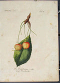 Original Old Antique Print Die Dankelmanns Magaz Flora Fauna Flower Colour 1855