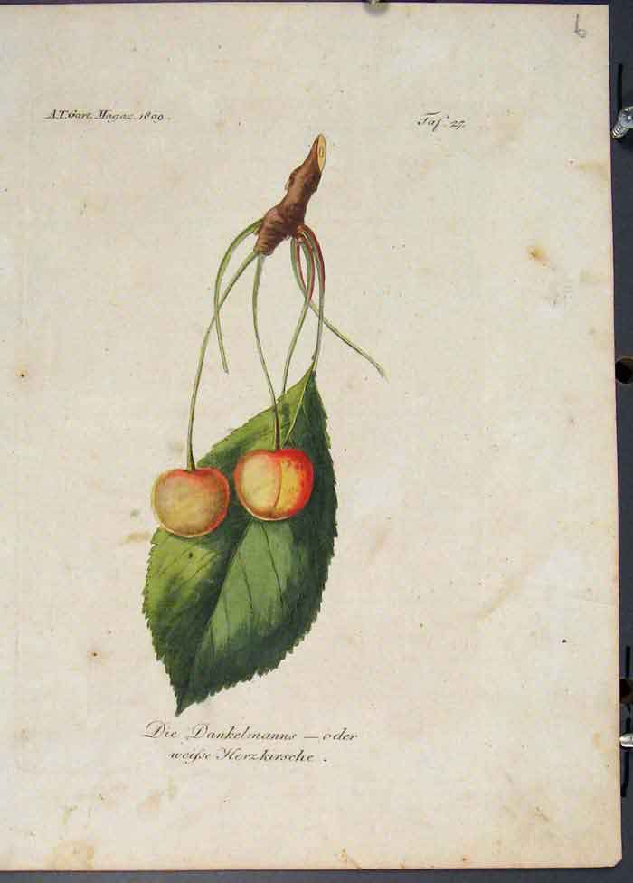 Original Old Antique Print Die Dankelmanns Magaz Flora Fauna Flower Colour 1855