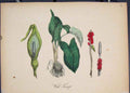 Original Old Antique Print Wild Turnip Flora Fauna Flower Colour 1855 Victorian
