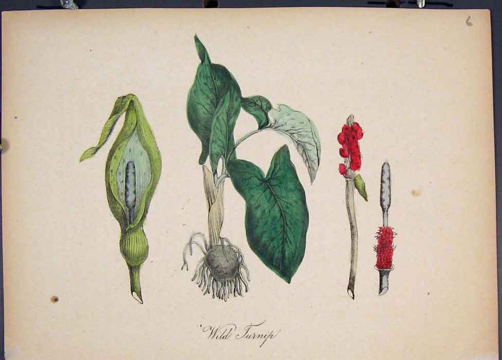 Original Old Antique Print Wild Turnip Flora Fauna Flower Colour 1855 Victorian