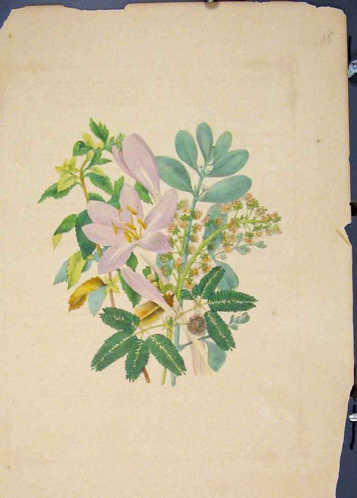 Original Old Antique Print Flora Fauna Flower Colour *8 Fine Art 1855 Ref.7
