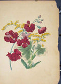 Original Old Antique Print Flowr Plant Colour Fine Art C1855 19th
