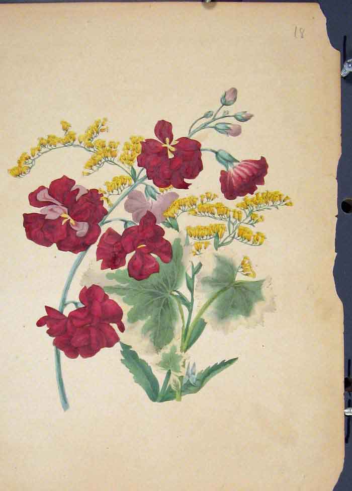 Original Old Antique Print Flowr Plant Colour Fine Art C1855 19th