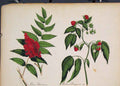 Original Old Antique Print Rhys Glabrum Rubus Strigosus Flora Fauna Flower