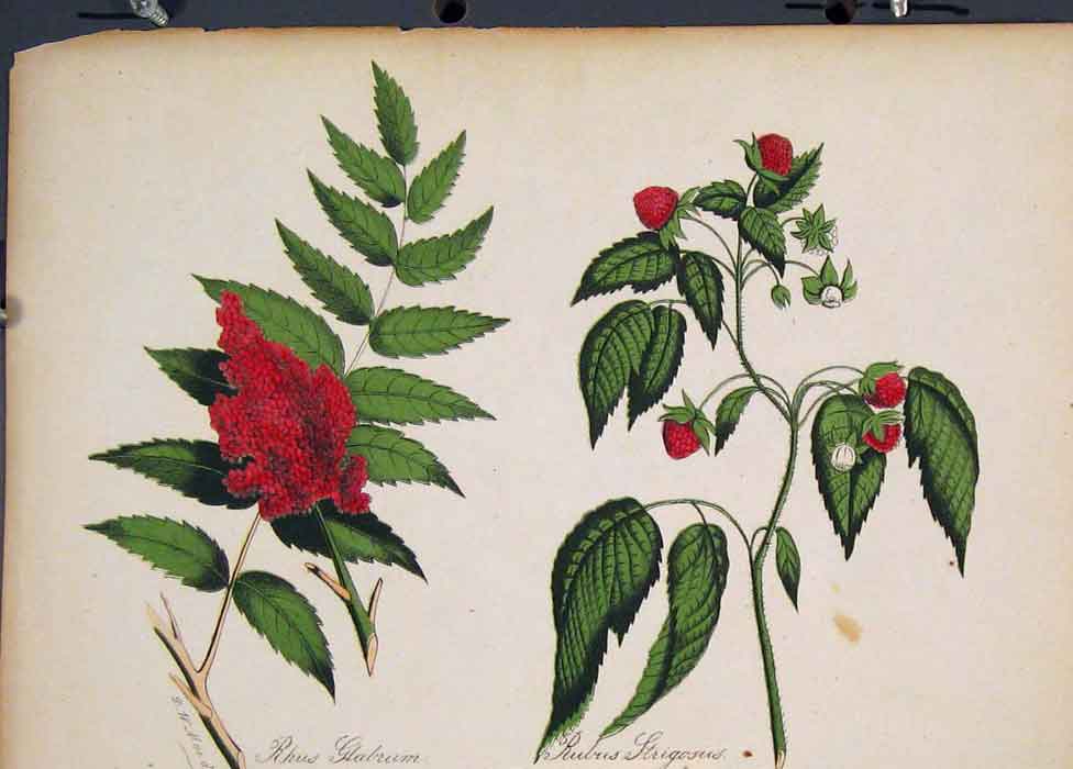 Original Old Antique Print Rhys Glabrum Rubus Strigosus Flora Fauna Flower