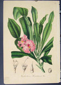 Original Old Antique Print Phyllartheon Bojeriawnum Flora Fauna Flower Colour