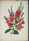 Original Old Antique Print Combretum Purpureum Flora Fauna Flower Colour 1855
