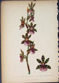 Original Old Antique Print Zygopetalum Maxillare Andersonianum Flora Fauna