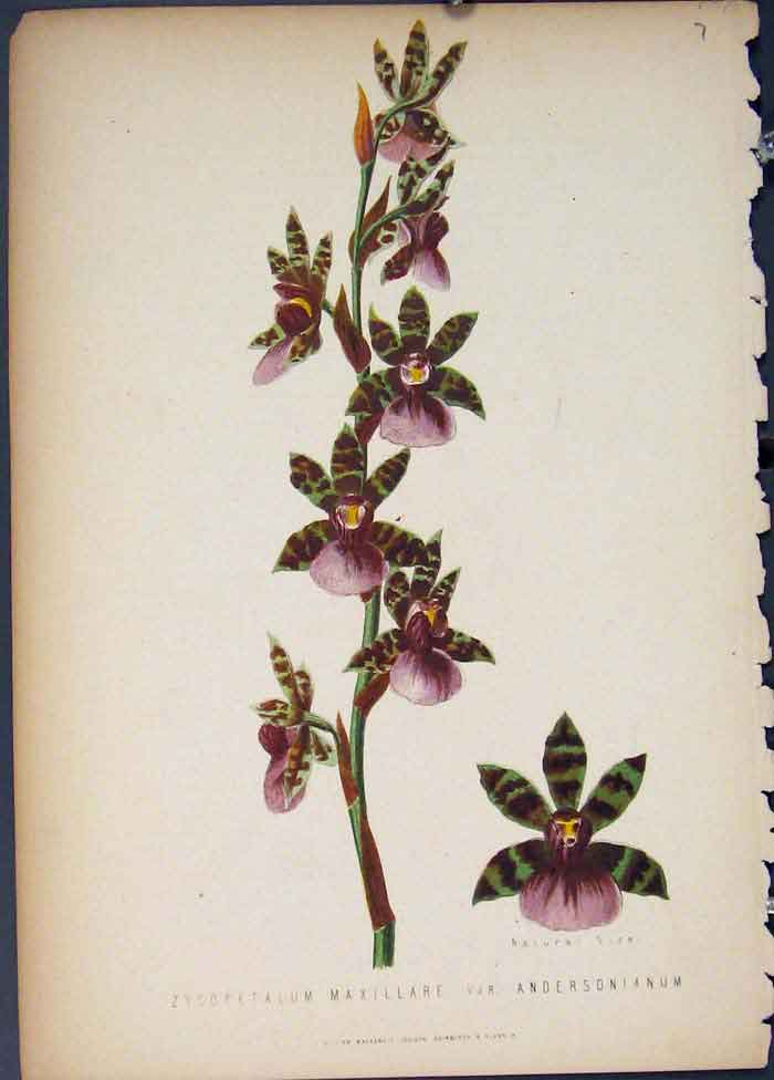 Original Old Antique Print Zygopetalum Maxillare Andersonianum Flora Fauna