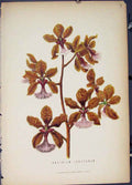 Original Old Antique Print Oncidium Lanceanum Flora Fauna Flower Colour