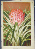 Original Old Antique Print Rhodostachys Andina Flora Fauna Flower Colour Art