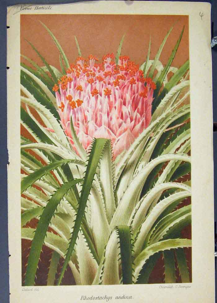 Original Old Antique Print Rhodostachys Andina Flora Fauna Flower Colour Art