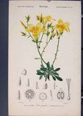 Original Old Antique Print Lin Glanuleux Linum Glandulosum Flora Fauna