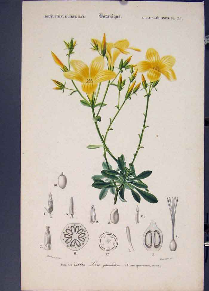 Original Old Antique Print Lin Glanuleux Linum Glandulosum Flora Fauna