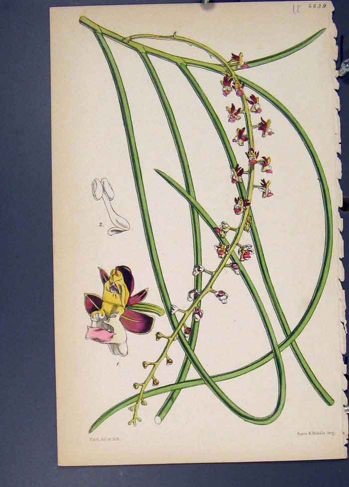 Original Old Antique Print Flora Fauna Flower Colour *9 Fine Art 1855 Ref.8