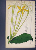 Original Old Antique Print Flora Fauna Flower Colour *10 Fine Art 1855