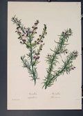 Original Old Antique Print Muraltia Stipulacea Heisteria Flora Fauna Flower Art