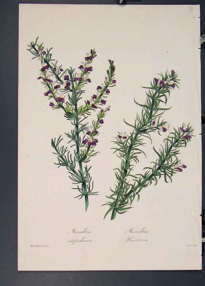 Original Old Antique Print Muraltia Stipulacea Heisteria Flora Fauna Flower Art