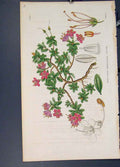 Original Old Antique Print Flora Fauna Flower Colour *12 Fine Art 1855