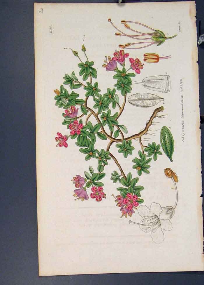 Original Old Antique Print Flora Fauna Flower Colour *12 Fine Art 1855