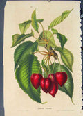 Original Old Antique Print Cerise Toupie Flora Fauna Flower Colour