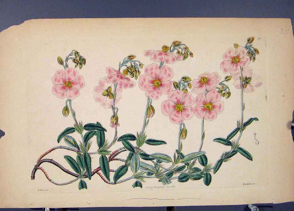 Original Old Antique Print Flora Fauna Flower Colour *14 Fine Art 1855
